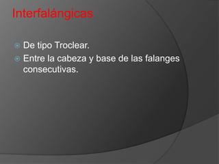 Interfalángicas
De tipo Troclear.
 Entre la cabeza y base de las falanges
consecutivas.


 