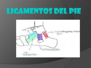 LIGAMENTOS del pie

 