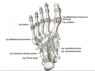 Lig. Metatarsiano transverso
profundo
Lig. colateral
Lig. plantar

Lig. Metatarsianos plantares

Lig. cuboideonavicular
Lig. calcaneonavicular
Lig. Calcáneo cuboideo plantar
Lig. Plantar longo

 