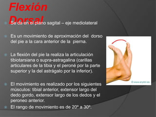 

Flexión
Dorsal sagital – eje mediolateral
Se da en el plano



Es un movimiento de aproximación del dorso
del pie a la cara anterior de la pierna.



La flexión del pie la realiza la articulación
tibiotarsiana o supra-astragalina (carillas
articulares de la tibia y el peroné por la parte
superior y la del astrágalo por la inferior).

El movimiento es realizado por los siguientes
músculos: tibial anterior, extensor largo del
dedo gordo, extensor largo de los dedos y el
peroneo anterior.
 El rango de movimiento es de 20º a 30º.


 
