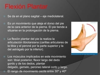 Flexión Plantar


Se da en el plano sagital – eje mediolateral.



Es un movimiento que aleja el dorso del pie
de la cara anterior de la pierna. El pie tiende a
situarse en la prolongación de la pierna.



La flexión plantar del pie la realiza la
articulación tibiotarsiana (carillas articulares de
la tibia y el peroné por la parte superior y la
del astrágalo por la inferior).

Los músculos implicados en este movimiento
son: tibial posterior, flexor largo del dedo
gordo y de los dedos, plantar
delgado, gemelo, peroneo lateral corto y largo.
 El rango de movimiento oscila entre 30º y 40º


 