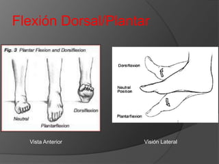 Flexión Dorsal/Plantar

Vista Anterior

Visión Lateral

 