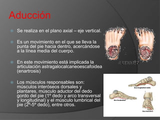 Aducción


Se realiza en el plano axial – eje vertical.



Es un movimiento en el que se lleva la
punta del pie hacia dentro, acercándose
a la línea media del cuerpo.



En este movimiento está implicada la
articulación astragalocalcaneoescafoidea
(enartrosis)



Los músculos responsables son:
músculos interóseos dorsales y
plantares, músculo aductor del dedo
gordo del pie (1º dedo y arco transversal
y longitudinal) y el músculo lumbrical del
pie (2º-5º dedo), entre otros.

 