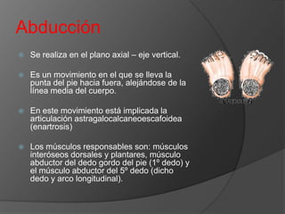 Abducción


Se realiza en el plano axial – eje vertical.



Es un movimiento en el que se lleva la
punta del pie hacia fuera, alejándose de la
línea media del cuerpo.



En este movimiento está implicada la
articulación astragalocalcaneoescafoidea
(enartrosis)



Los músculos responsables son: músculos
interóseos dorsales y plantares, músculo
abductor del dedo gordo del pie (1º dedo) y
el músculo abductor del 5º dedo (dicho
dedo y arco longitudinal).

 