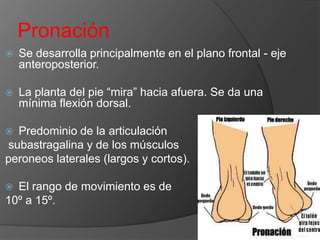 Pronación


Se desarrolla principalmente en el plano frontal - eje
anteroposterior.



La planta del pie “mira” hacia afuera. Se da una
mínima flexión dorsal.

Predominio de la articulación
subastragalina y de los músculos
peroneos laterales (largos y cortos).


El rango de movimiento es de
10º a 15º.


 