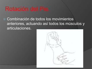 Rotación del Pie


Combinación de todos los movimientos
anteriores, actuando así todos los músculos y
articulaciones.

 