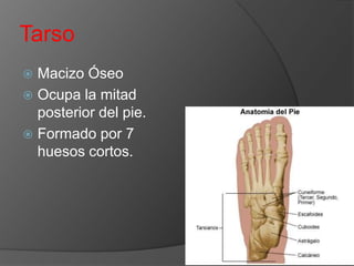 Tarso
Macizo Óseo
 Ocupa la mitad
posterior del pie.
 Formado por 7
huesos cortos.


 