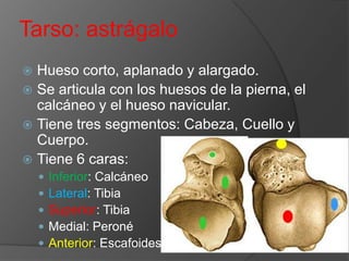Tarso: astrágalo
Hueso corto, aplanado y alargado.
 Se articula con los huesos de la pierna, el
calcáneo y el hueso navicular.
 Tiene tres segmentos: Cabeza, Cuello y
Cuerpo.
 Tiene 6 caras:








Inferior: Calcáneo
Lateral: Tibia
Superior: Tibia
Medial: Peroné
Anterior: Escafoides

 