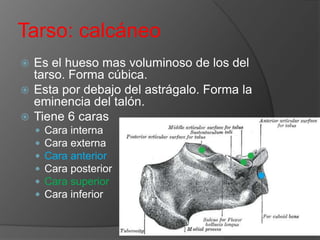 Tarso: calcáneo
Es el hueso mas voluminoso de los del
tarso. Forma cúbica.
 Esta por debajo del astrágalo. Forma la
eminencia del talón.
 Tiene 6 caras









Cara interna
Cara externa
Cara anterior
Cara posterior
Cara superior
Cara inferior

 