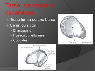 Tarso: navicular o
escafoides
Tiene forma de una barca
 Se articula con:


 El astrágalo
 Huesos cuneiformes

 Cuboides

 