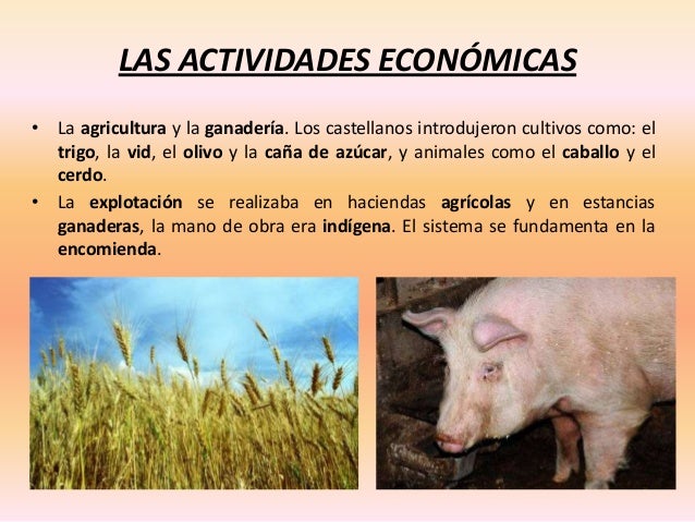 Actividades Economicas Se Introdujeron En Veracruz Con La Conquista