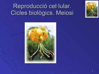 Reproducció cel·lular. Cicles biològics. Meiosi 