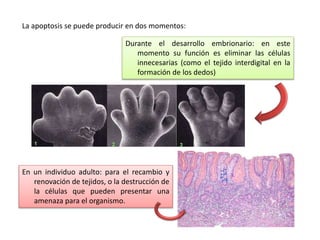 Tema 9 Ciclo celular, mitosis, meiosis.pptx