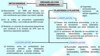 ORGANELAS CON
DOBLE MEMBRANA
 Descubiertas en 1898 por Benda, son
organelos semiautónomos. Están formadas por
dos membranas que rodean una matriz coloidal.
 En la matriz se encuentran suspendidos
ribosomas 55S y una molécula de ADN circular.
 Realizan un conjunto de reacciones bioquímicas
que conllevan a la síntesis de ATP, que se
denomina respiración aeróbica.
MITOCONDRIAS
PLASTIDIOS O PLASTOS
 Organelas
semiautónomas
exclusivas de
células vegetales y
algas.
CLOROPLASTOS
 Poseen dos membranas envolventes, y en su
interior se encuentran sacos aplanados
denominados tilacoides que están rodeados de
coloide o estroma.
 En la membrana del tilacoide se encuentran los
pigmentos fotosintéticos agrupados en
fotosistemas y cuantosomas que participan en la
fase luminosa de la fotosíntesis.
LEUCOPLASTOS
 incoloros, como los amiloplastos que
acumulan almidón, los oleoplastos,
acumulan aceite y grasas sólidas, los
proteinoplastos que acumulan proteínas.
CROMOPLASTOS
 Acumulan pigmentos, como el
licopeno (rojo), caroteno
(anaranjado), xantofilas (amarillo),
etc.
 
