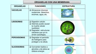 ORGANELAS CON UNA MEMBRANA
ORGANELAS FUNCIONES ESTRUCTURA
VACUOLAS  Almacenan diversas
sustancias desechos,
enzimas, agua, etc
LISOSOMAS  Digestión celular.
 Además puede causar
la muerte celular
(autólisis)
 Degradan estructuras
celulares que ya no
sirven (autofagia).
PEROXISOMAS  Degradan el peróxido
de hidrógeno para
protegen a la célula.
GLIOXISOMAS  Convierten lípidos a
glúcidos y de estos se
obtiene energía
 