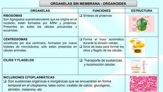 ORGANELAS SIN MEMBRANA - ORGANOIDES
ORGANELAS FUNCIONES ESTRUCTURA
RIBOSOMAS
Son Agregados supramoleculares que se origina en el
nucleolo; están formados por ARNr y proteínas.
Presentes en todas las células procariotas y
eucariotas.
 Síntesis de proteínas
CENTROSOMAS
constituido por dos centríolos, formados por nueve
tripletes de microtúbulos; sólo están presentes en
células animales.
 Forma el huso acromático
durante la división celular,
 Sirve de base para formar los
cilios y flagelo de las células.
CILIOS Y FLAGELOS  Transporte de sustancias
y locomoción celular.
INCLUSIONES CITOPLASMÁTICAS
 Son sustancias orgánicas e inorgánicas que se encuentran en forma
temporal en el citoplasma; tales como: oxalato de calcio, glucógeno,
almidón, melanina, etc
 
