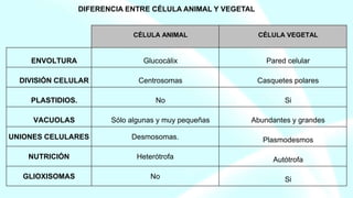 DIFERENCIA ENTRE CÉLULA ANIMAL Y VEGETAL
CÉLULA ANIMAL CÉLULA VEGETAL
ENVOLTURA Glucocálix Pared celular
DIVISIÓN CELULAR Centrosomas Casquetes polares
PLASTIDIOS. No Si
VACUOLAS Sólo algunas y muy pequeñas Abundantes y grandes
UNIONES CELULARES Desmosomas. Plasmodesmos
NUTRICIÓN Heterótrofa Autótrofa
GLIOXISOMAS No Si
 