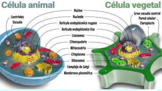 Tema9 citoplasma5to sec