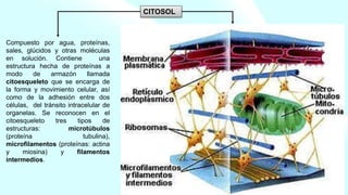 Compuesto por agua, proteínas,
sales, glúcidos y otras moléculas
en solución. Contiene una
estructura hecha de proteínas a
modo de armazón llamada
citoesqueleto que se encarga de
la forma y movimiento celular, así
como de la adhesión entre dos
células, del tránsito intracelular de
organelas. Se reconocen en el
citoesqueleto tres tipos de
estructuras: microtúbulos
(proteína tubulina),
microfilamentos (proteínas: actina
y miosina) y filamentos
intermedios.
CITOSOL
 