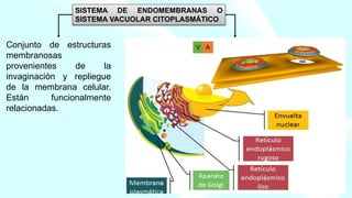 Conjunto de estructuras
membranosas
provenientes de la
invaginación y repliegue
de la membrana celular.
Están funcionalmente
relacionadas.
SISTEMA DE ENDOMEMBRANAS O
SISTEMA VACUOLAR CITOPLASMÁTICO
 