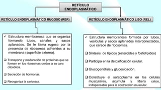 RETÍCULO
ENDOPLASMÁTICO
RETÍCULO ENDOPLASMÁTICO RUGOSO (RER) RETÍCULO ENDOPLASMÁTICO LISO (REL)
 Estructura membranosa que se organiza
formando tubos, canales y sacos
aplanados. Se le llama rugoso por la
presencia de ribosomas adheridos a su
membrana (superficie externa).
 Transporte y maduración de proteínas que se
forman en los ribosomas unidos a su cara
citosólica.
 Secreción de hormonas.
 Reorganiza la carioteca.
 Estructura membranosa formada por tubos,
vesículas y sacos aplanados interconectados,
que carece de ribosomas.
 Síntesis de lípidos (esteroides y fosfolípidos)
 Participa en la detoxificación celular.
 Glucogenólisis y glucosidación.
 Constituye el sarcoplasma en las células
musculares, acumula y libera calcio,
indispensable para la contracción muscular.
 