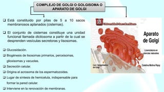 Está constituido por pilas de 5 a 10 sacos
membranosos aplanados (cisternas).
 El conjunto de cisternas constituye una unidad
funcional llamada dictiosoma a partir de la cual se
desprenden vesículas secretoras y lisosomas.
 Glucosidación.
 Biogénesis de lisosomas primarios, peroxisomas,
glioxisomas y vacuolas.
 Secreción celular.
 Origina el acrosoma de los espermatozoides.
 Lugar de síntesis de hemicelula, indispensable para
formar la pared celular.
 Interviene en la renovación de membranas.
COMPLEJO DE GOLGI O GOLGISOMA O
APARATO DE GOLGI
 