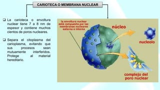 La carioteca o envoltura
nuclear tiene 7 a 8 nm de
espesor y contiene muchos
cientos de poros nucleares.
 Separa el citoplasma del
carioplasma, evitando que
sus procesos sean
mutuamente interferidos.
Protege al material
hereditario.
CARIOTECA O MEMBRANA NUCLEAR
 