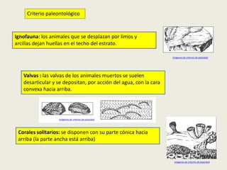 Criterio paleontológico

Ignofauna: los animales que se desplazan por limos y
arcillas dejan huellas en el techo del estrato.
Imágenes de criterios de polaridad

Valvas : las valvas de los animales muertos se suelen
desarticular y se depositan, por acción del agua, con la cara
convexa hacia arriba.

Imágenes de criterios de polaridad

Corales solitarios: se disponen con su parte cónica hacia
arriba (la parte ancha está arriba)

Imágenes de criterios de polaridad

 