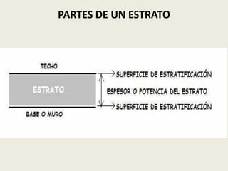 PARTES DE UN ESTRATO

 