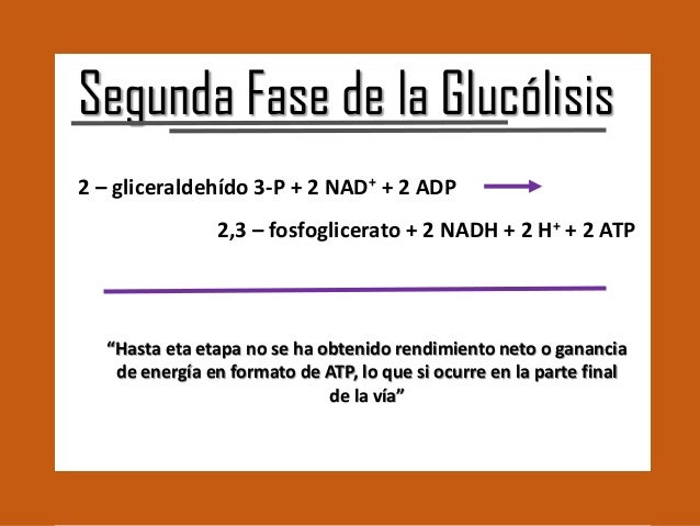 GLUCÓLISIS Y LA OXIDACIÓN DEL PIRUVATO