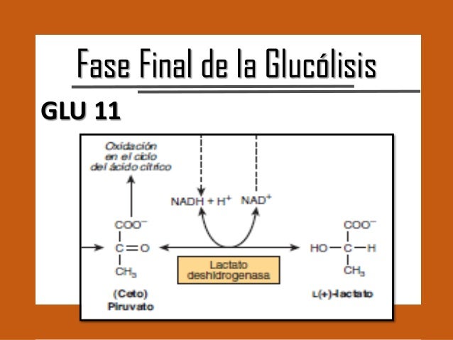 GLUCÓLISIS Y LA OXIDACIÓN DEL PIRUVATO