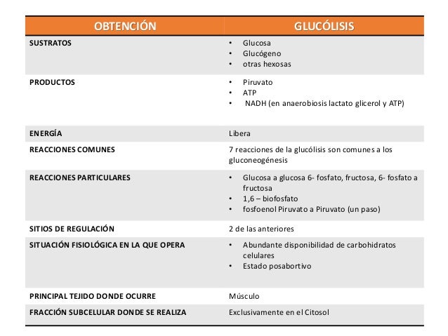 GLUCÓLISIS Y LA OXIDACIÓN DEL PIRUVATO