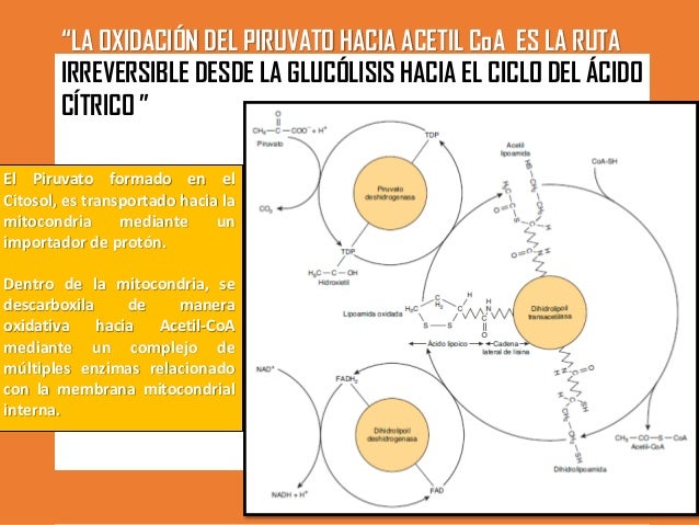 GLUCÓLISIS Y LA OXIDACIÓN DEL PIRUVATO