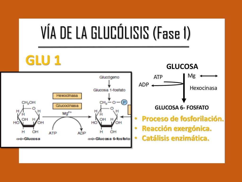 GLUCÓLISIS Y LA OXIDACIÓN DEL PIRUVATO