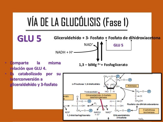 GLUCÓLISIS Y LA OXIDACIÓN DEL PIRUVATO