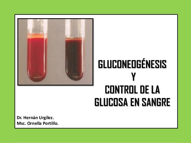 GLUCOGÉNESIS Y CONTROL DE LA GLUCOSA EN SANGRE GLUCOGÉNESIS Y CONTROL DE LA GLUCOSA EN SANGRE