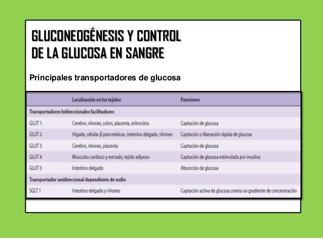 GLUCOGÉNESIS Y CONTROL DE LA GLUCOSA EN SANGRE GLUCOGÉNESIS Y CONTROL DE LA GLUCOSA EN SANGRE