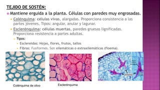 Tema 9 Histología vegetal y animal