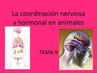 La coordinación nerviosa y hormonal en animales ,[object Object]