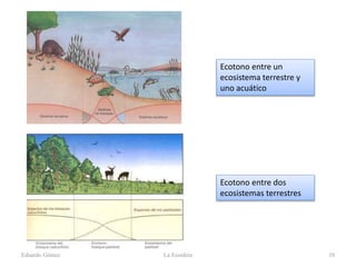 Eduardo Gómez La Ecosfera 10
Ecotono entre un
ecosistema terrestre y
uno acuático
Ecotono entre dos
ecosistemas terrestres
 