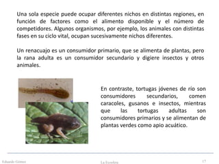 Eduardo Gómez La Ecosfera 17
Una sola especie puede ocupar diferentes nichos en distintas regiones, en
función de factores como el alimento disponible y el número de
competidores. Algunos organismos, por ejemplo, los animales con distintas
fases en su ciclo vital, ocupan sucesivamente nichos diferentes.
Un renacuajo es un consumidor primario, que se alimenta de plantas, pero
la rana adulta es un consumidor secundario y digiere insectos y otros
animales.
En contraste, tortugas jóvenes de río son
consumidores secundarios, comen
caracoles, gusanos e insectos, mientras
que las tortugas adultas son
consumidores primarios y se alimentan de
plantas verdes como apio acuático.
 
