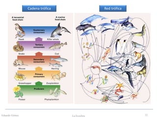 Eduardo Gómez La Ecosfera 22
Cadena trófica Red trófica
 