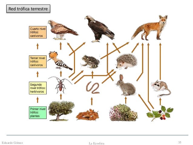 cadenas troficas ejemplos terrestre tema 9 la ecosfera1 cadenas troficas ejemplos terrestre tema 9 la ecosfera1