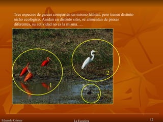 Eduardo Gómez La Ecosfera Tres especies de garzas comparten un mismo hábitat, pero tienen distinto nicho ecológico. Anidan en distinto sitio, se alimentan de presas diferentes, su actividad no es la misma….. 1 2 3 