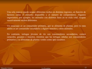 Eduardo Gómez La Ecosfera Una sola especie puede ocupar diferentes nichos en distintas regiones, en función de factores como el alimento disponible y el número de competidores. Algunos organismos, por ejemplo, los animales con distintas fases en su ciclo vital, ocupan sucesivamente nichos diferentes.  Un renacuajo es un consumidor primario, que se alimenta de plantas, pero la rana adulta es un consumidor secundario y digiere insectos y otros animales.  En contraste, tortugas jóvenes de río son consumidores secundarios, comen caracoles, gusanos e insectos, mientras que las tortugas adultas son consumidores primarios y se alimentan de plantas verdes como apio acuático. 