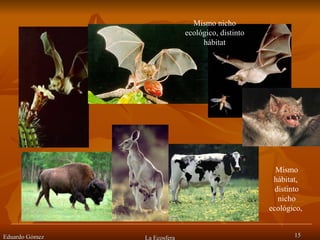 u Eduardo Gómez La Ecosfera Mismo nicho ecológico, distinto hábitat Mismo hábitat,  distinto nicho ecológico,  