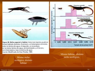 Eduardo Gómez La Ecosfera Mismo nicho ecológico, distinto hábitat Mismo hábitat,  distinto nicho ecológico,  