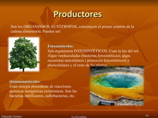 Productores Eduardo Gómez La Ecosfera Son los ORGANISMOS AUTÓTROFOS, constituyen el primer eslabón de la cadena alimentaria. Pueden ser:  Fotoautótrofos :  Son organismos FOTOSINTÉTICOS. Usan la luz del sol. Algas verdeazuladas (bacterias fotosintéticas), algas eucariotas unicelulares ( protozoos fotosintéticos) y pluricelulares y el resto de las plantas.  Quimioautótrofos : Usan energía procedente de reacciones químicas inorgánicas exotérmicas. Son las bacterias nitrificantes, sulfobacterias, etc.  