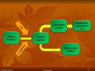 Eduardo Gómez La Ecosfera Materia inorgánica Materia orgánica Necesidades propias Otros niveles tróficos Respiración, crecimiento, etc 
