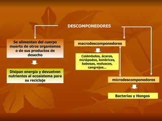 Se alimentan del cuerpo muerto de otros organismos o de sus productos de desecho Disipan energía y devuelven nutrientes al ecosistema para su reciclaje DESCOMPONEDORES  macrodescomponedores microdescomponedores Colémbolos, ácaros, miriápodos, lombrices, babosas, moluscos, cangrejos... Bacterias y Hongos  